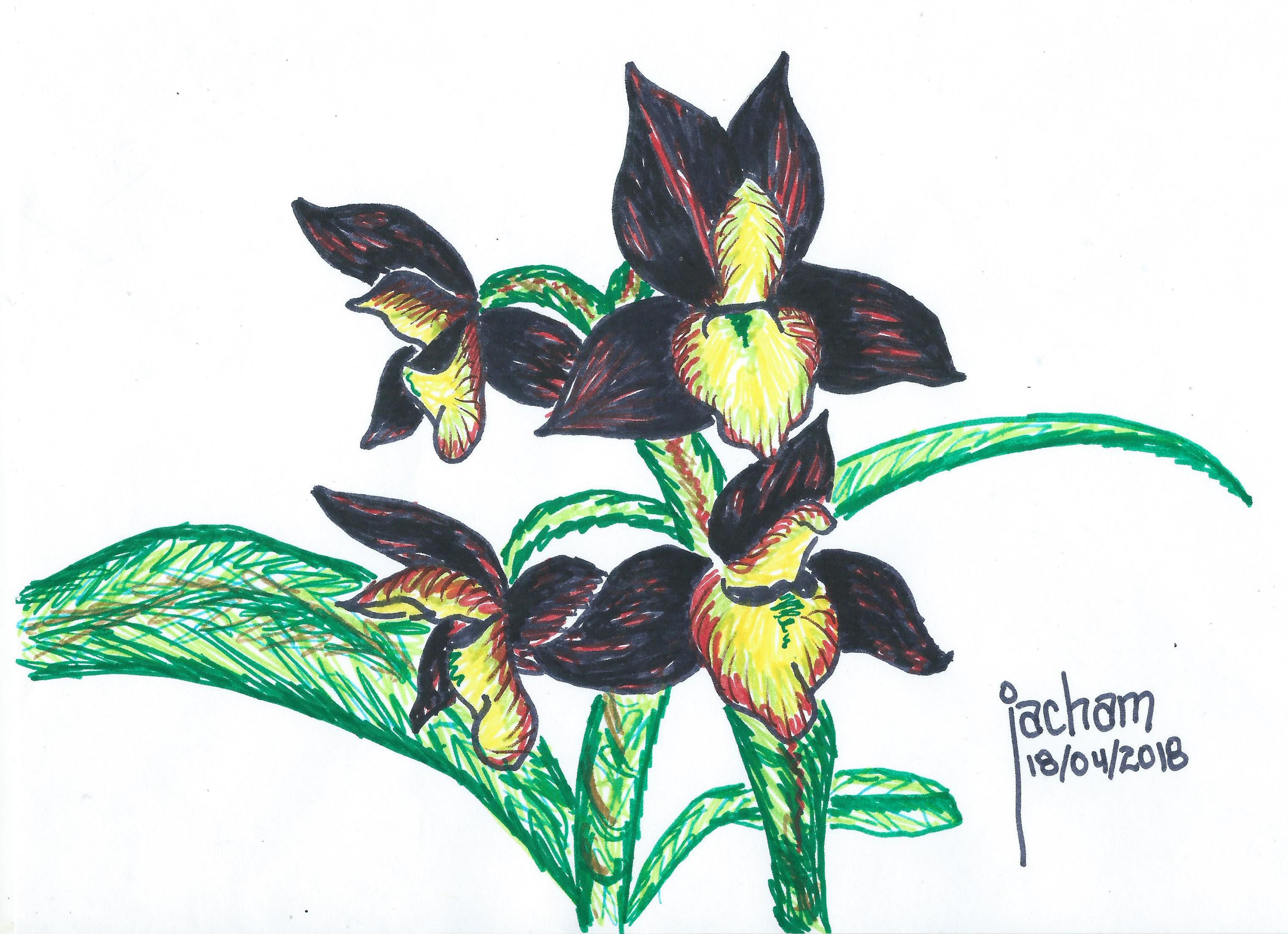 LA ORQUIDEA NEGRA DEL VIAJERO — Steemit