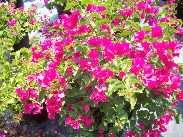 bouganvillea-pink.jpg