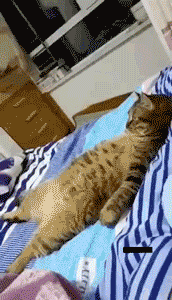 74766_812692_935021.jpg.gif