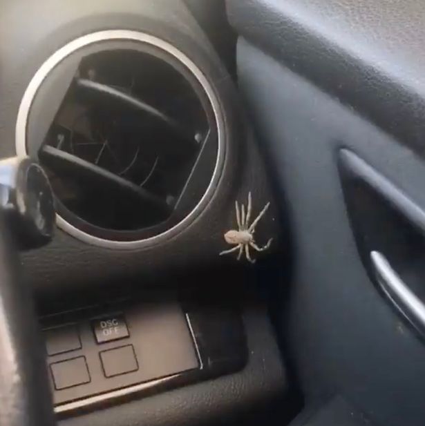 Mum-vomits-with-fear-in-front-of-kids-after-spotting-spider-in-car.jpg