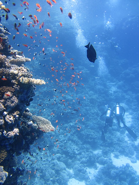 Underwater-Ocean-Divers-Swim-Coral-Fish-123286.jpg