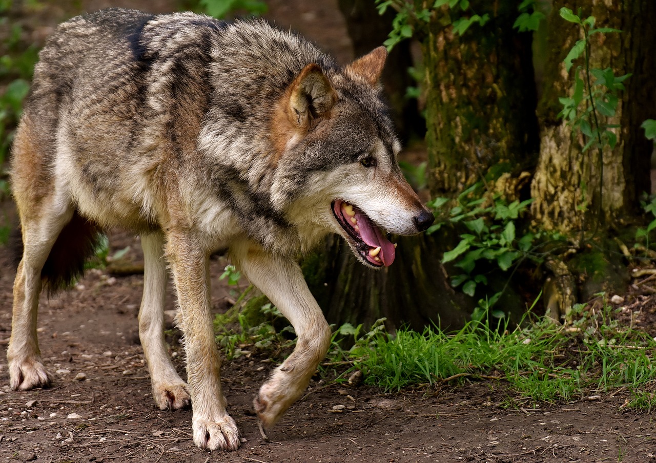 wolf-3151876_1280.jpg