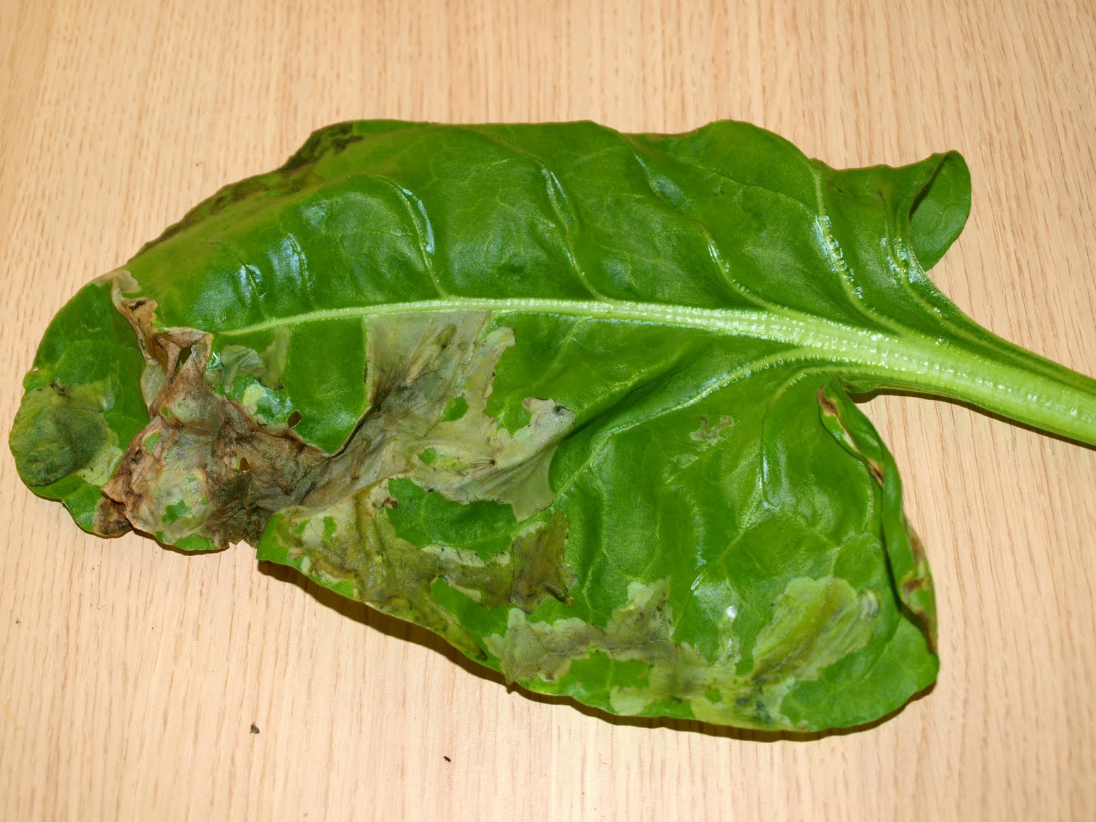 spinach-leaf-miner.jpg