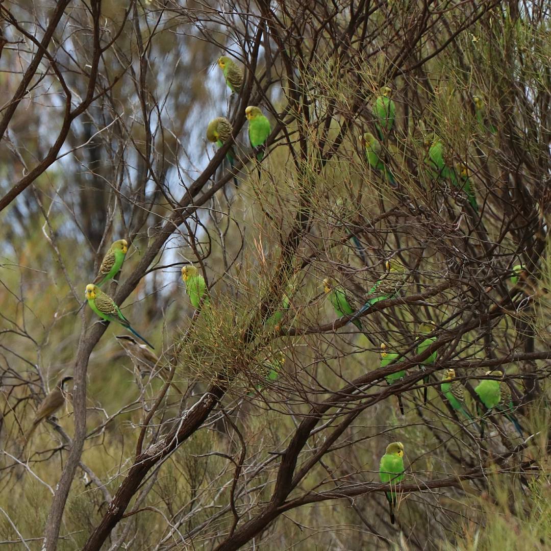 Budgerigars 2.jpg