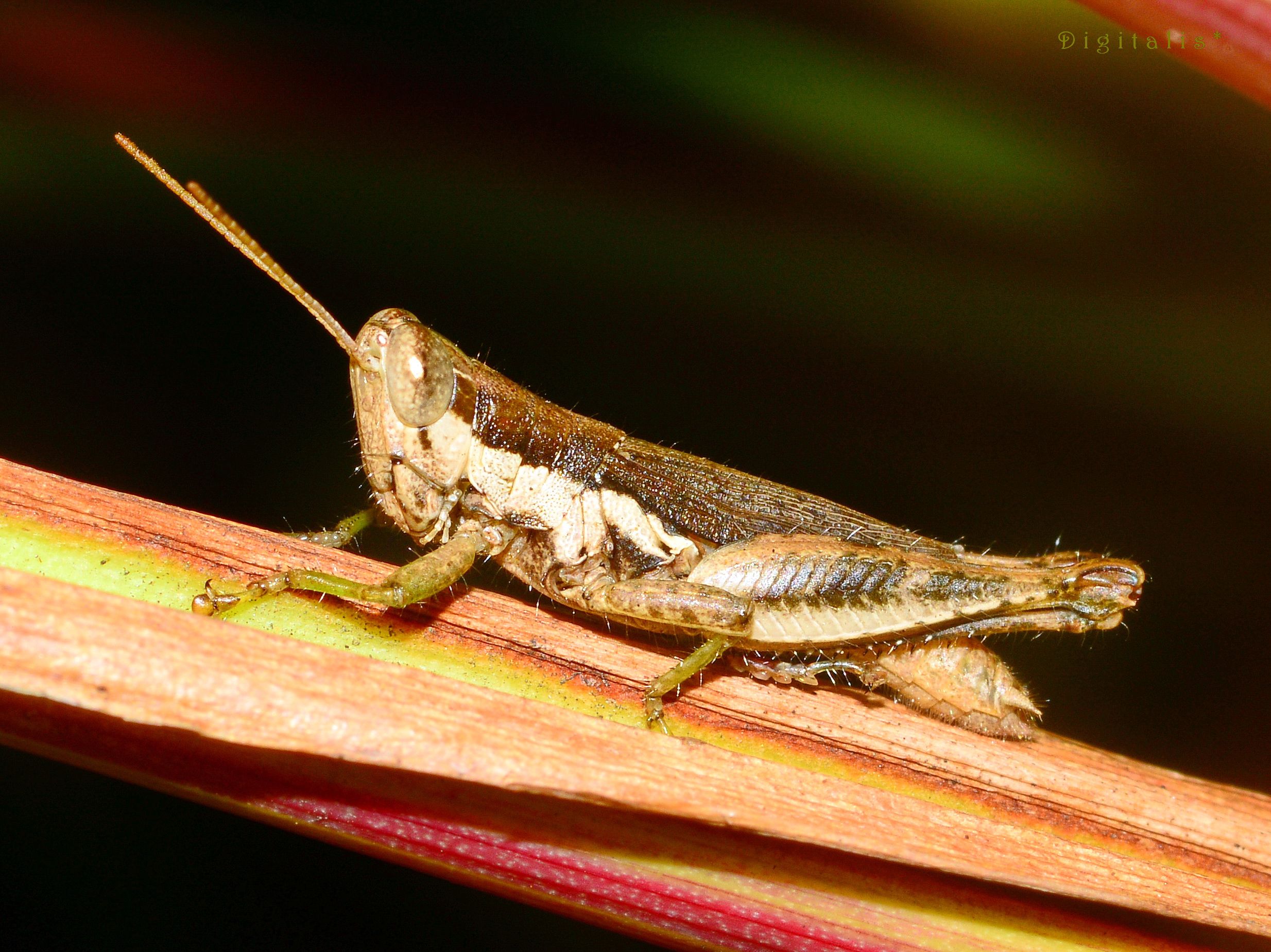 DSC_1269.JPG