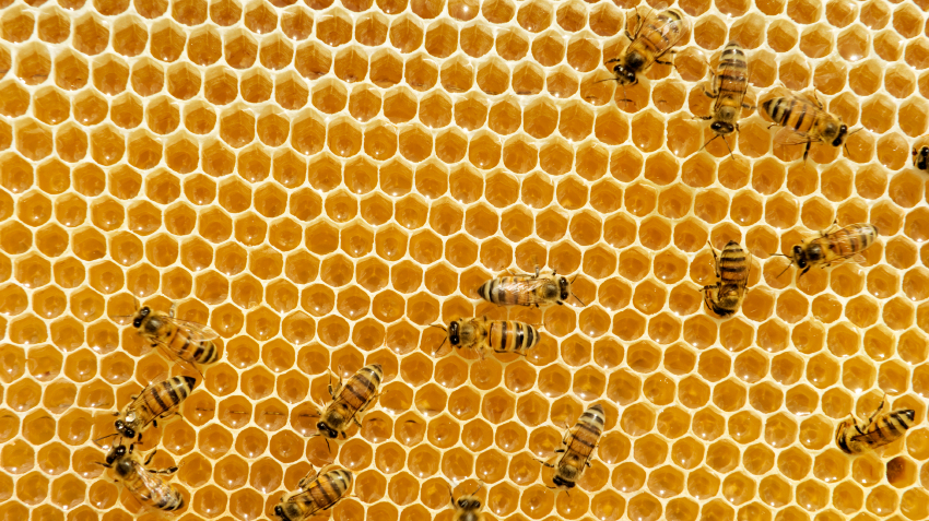 honeycomb-2_wide-49ae2c6ec87d4b4092881baf81e2de967926cba5.jpg