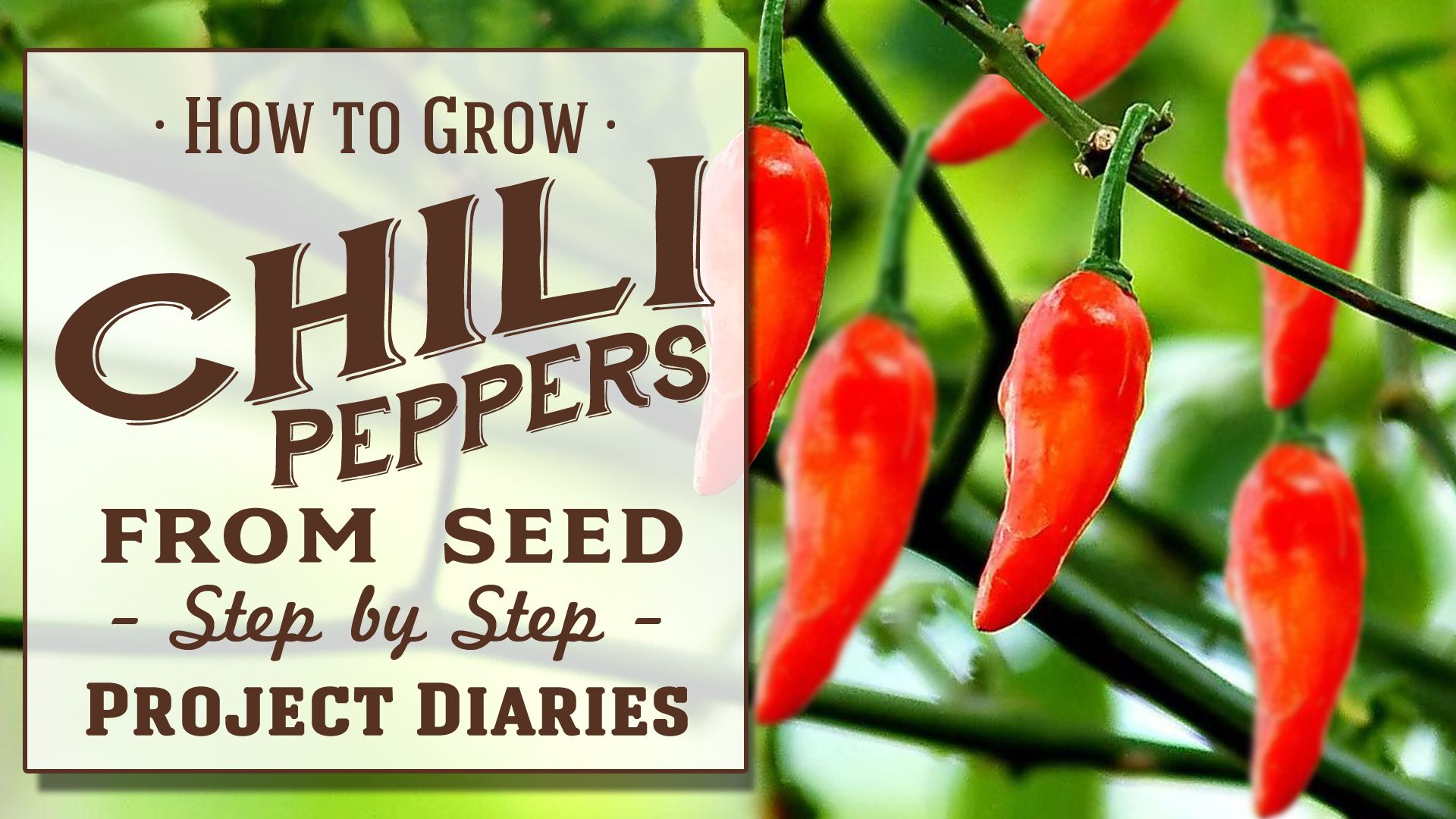 Chili Peppers from seed.jpg