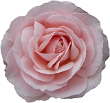 Rose Pink H150R.jpg