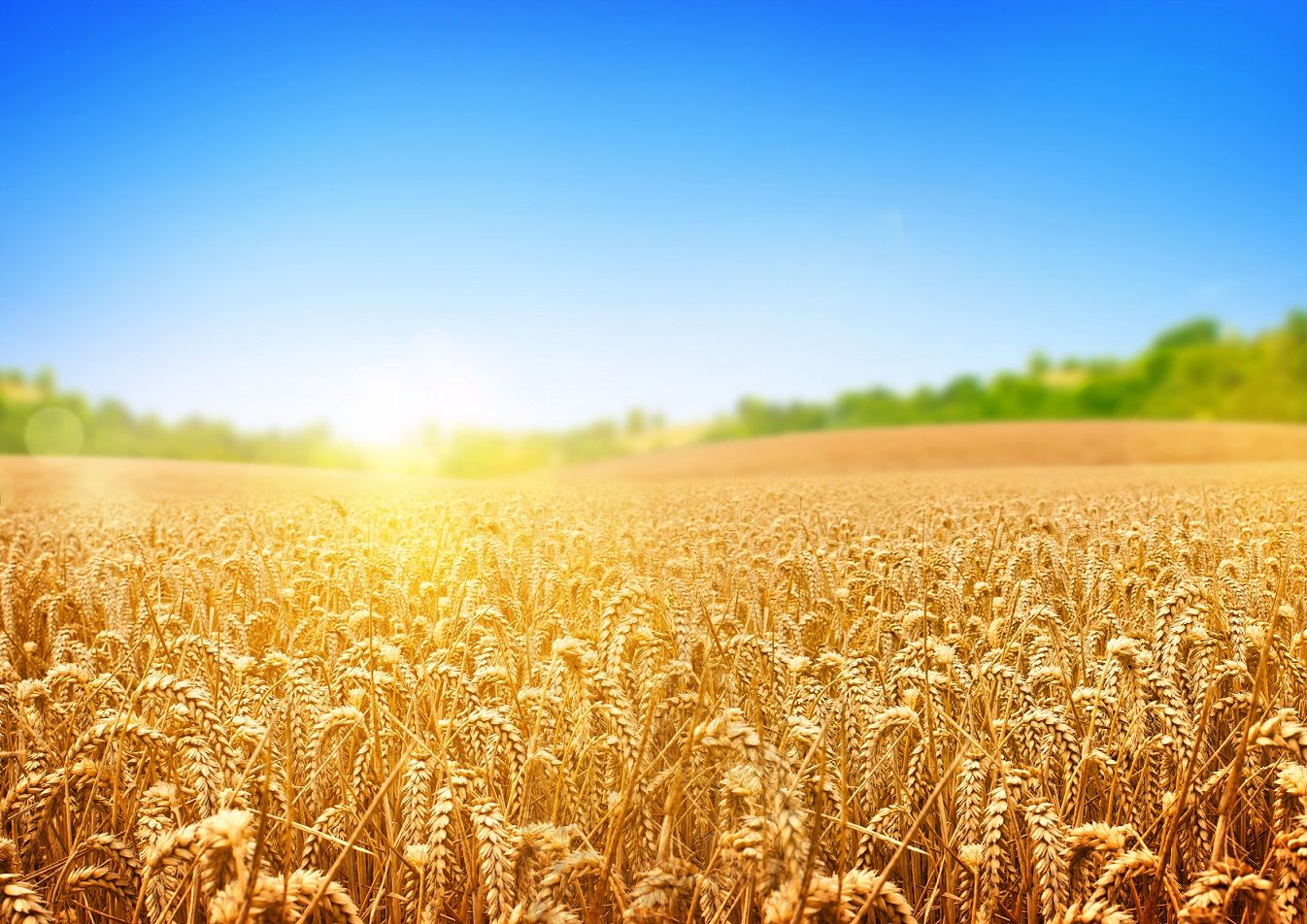 Export-of-agricultural-goods-amounted-to-USD-5.7-billion.jpg