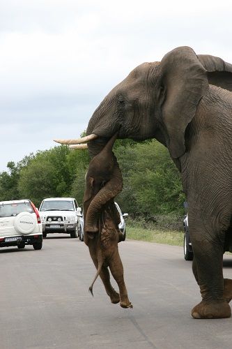 Elephant with dead baby elephant.jpg