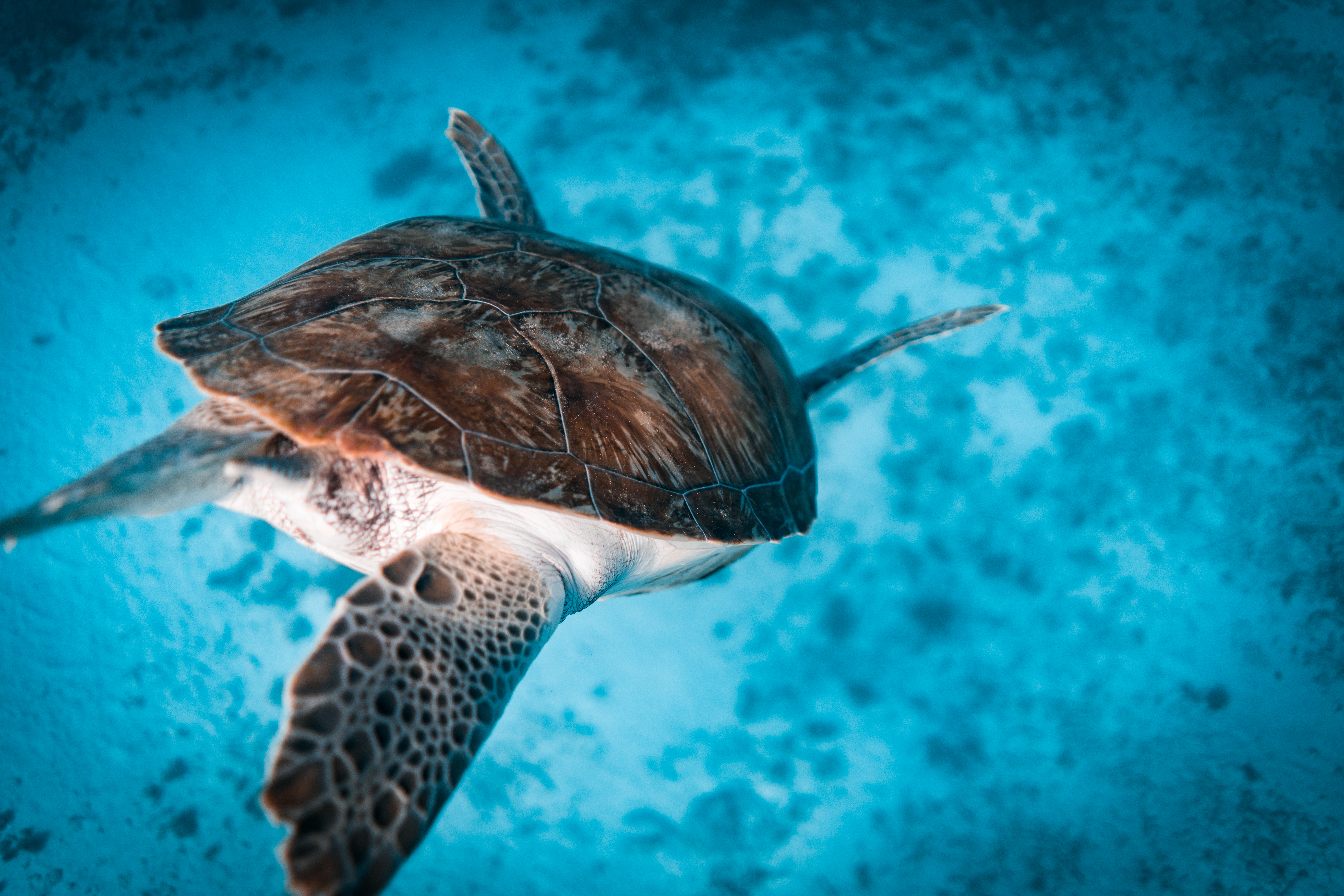 turtle.jpg