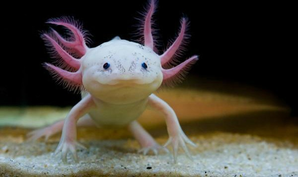 Pokemon Face Fish Frog Steemit