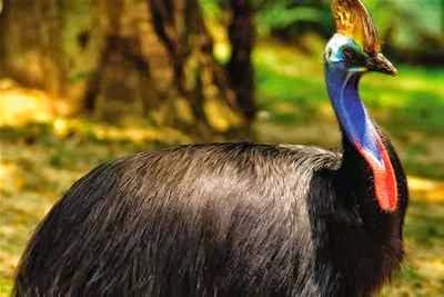 Cassowary.jpg