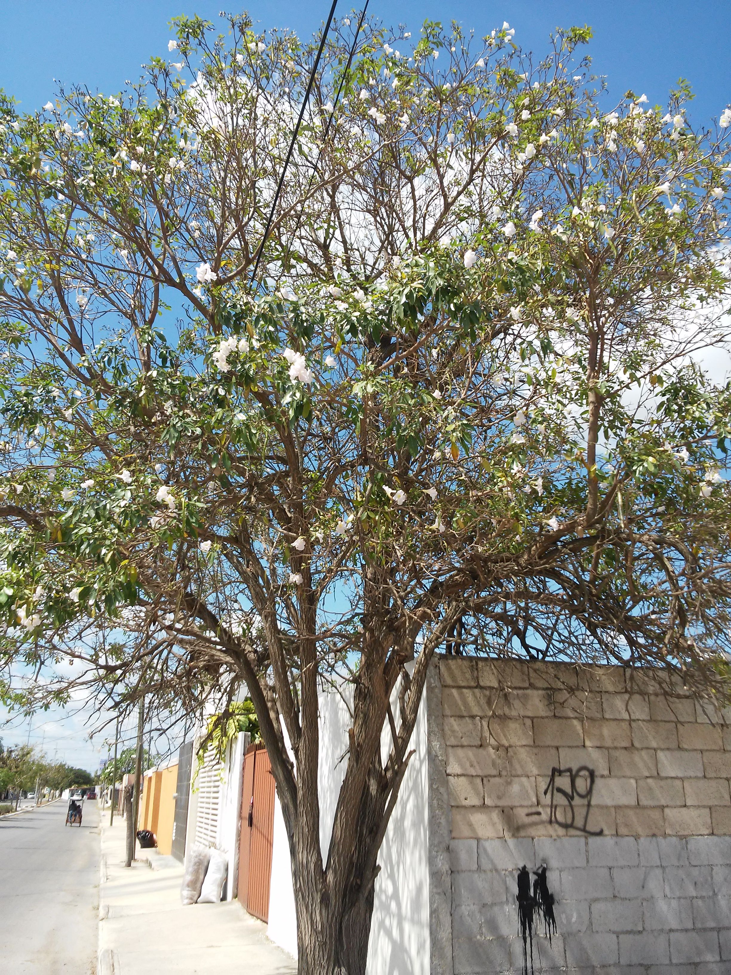 Imágen de un árbol traído de Cuba a Mérida, Yucatán — Steemit