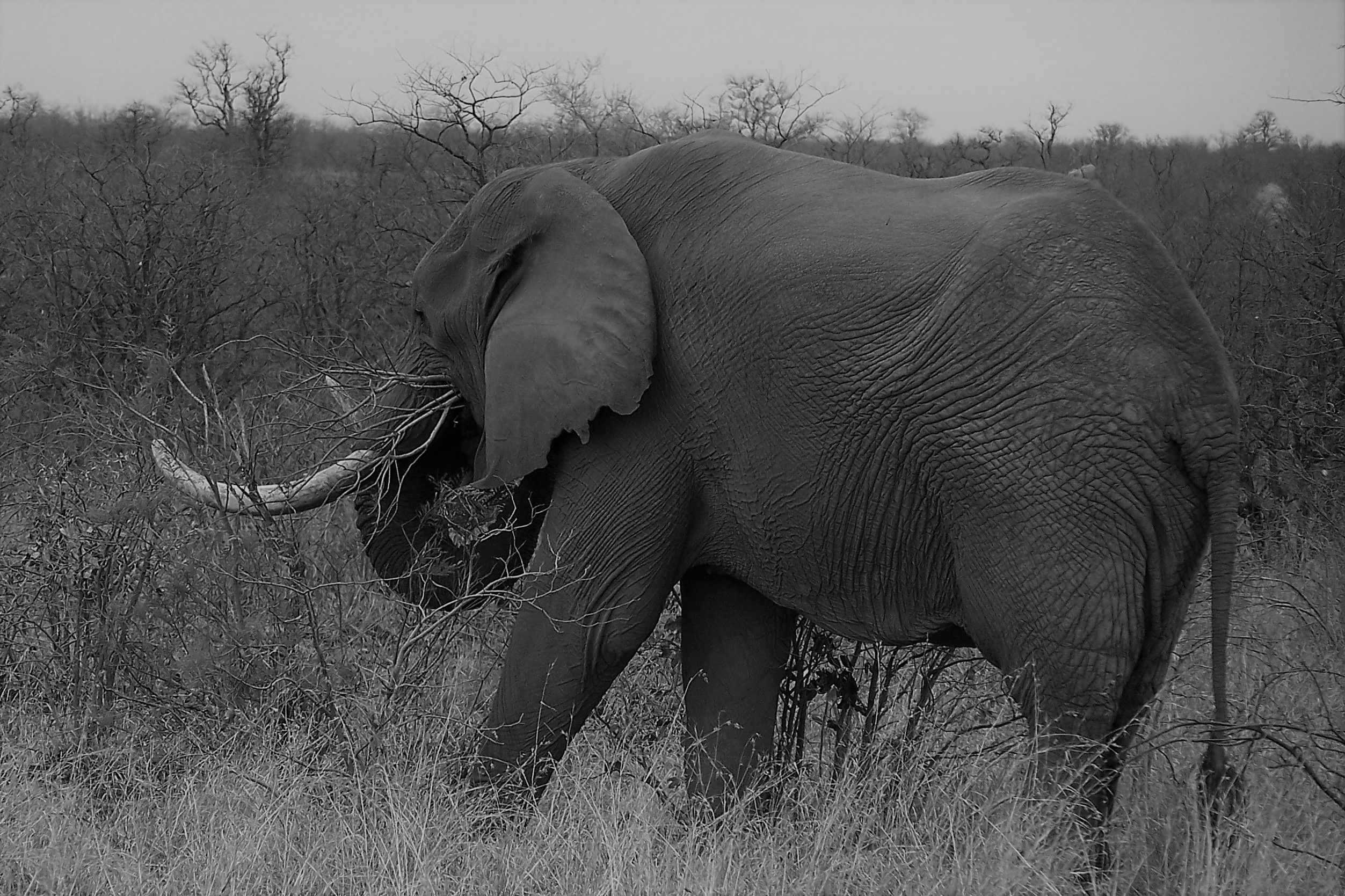 KNP Satara-Lower Sabi 2009 638 (2).JPG