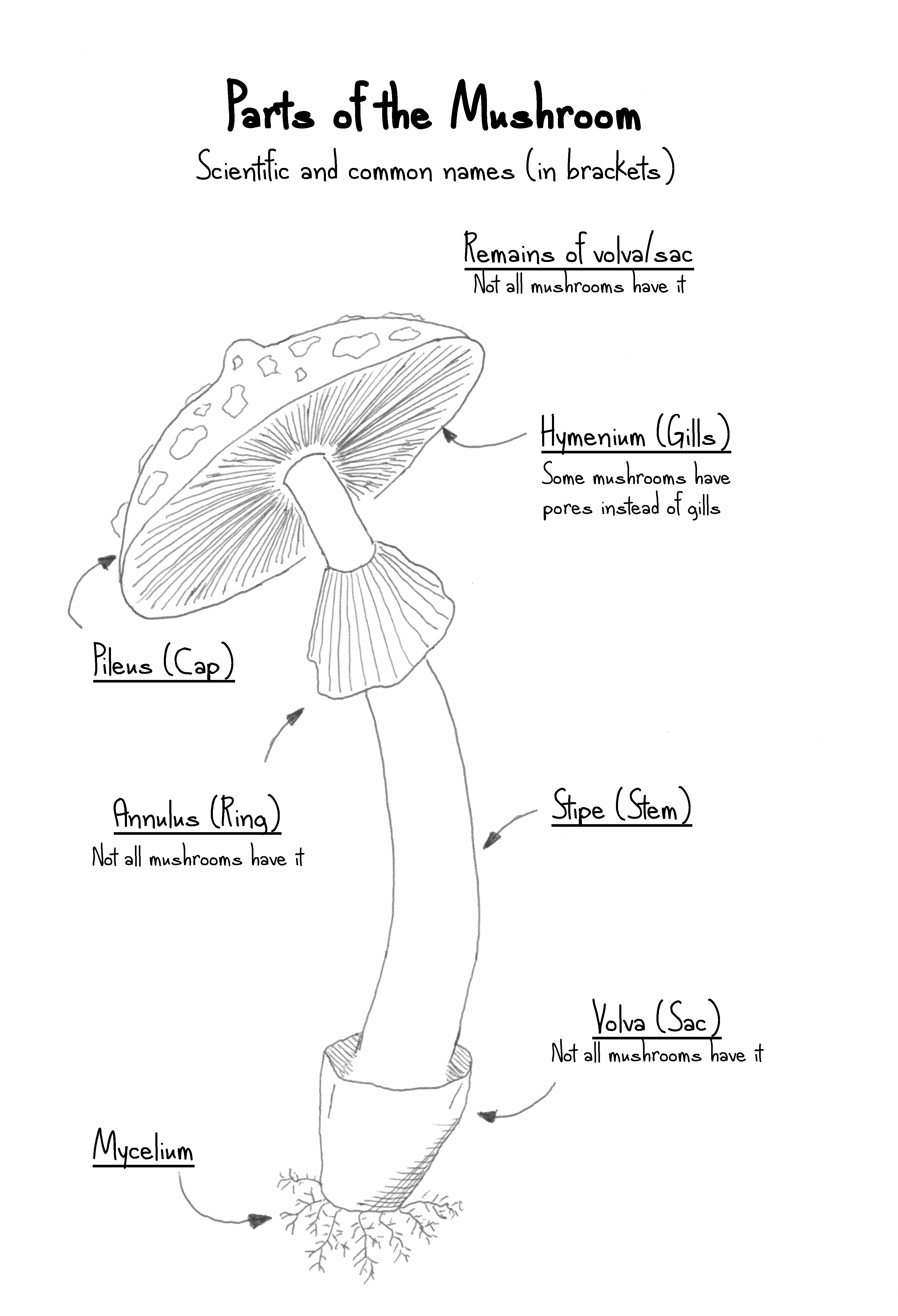 Parts of the mushroom.png
