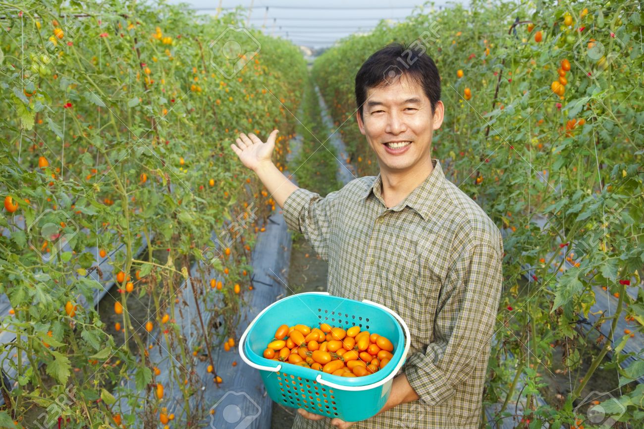 11770448-successful-asian-farmer-holding-tomato-on-his-farm-Stock-Photo.jpg