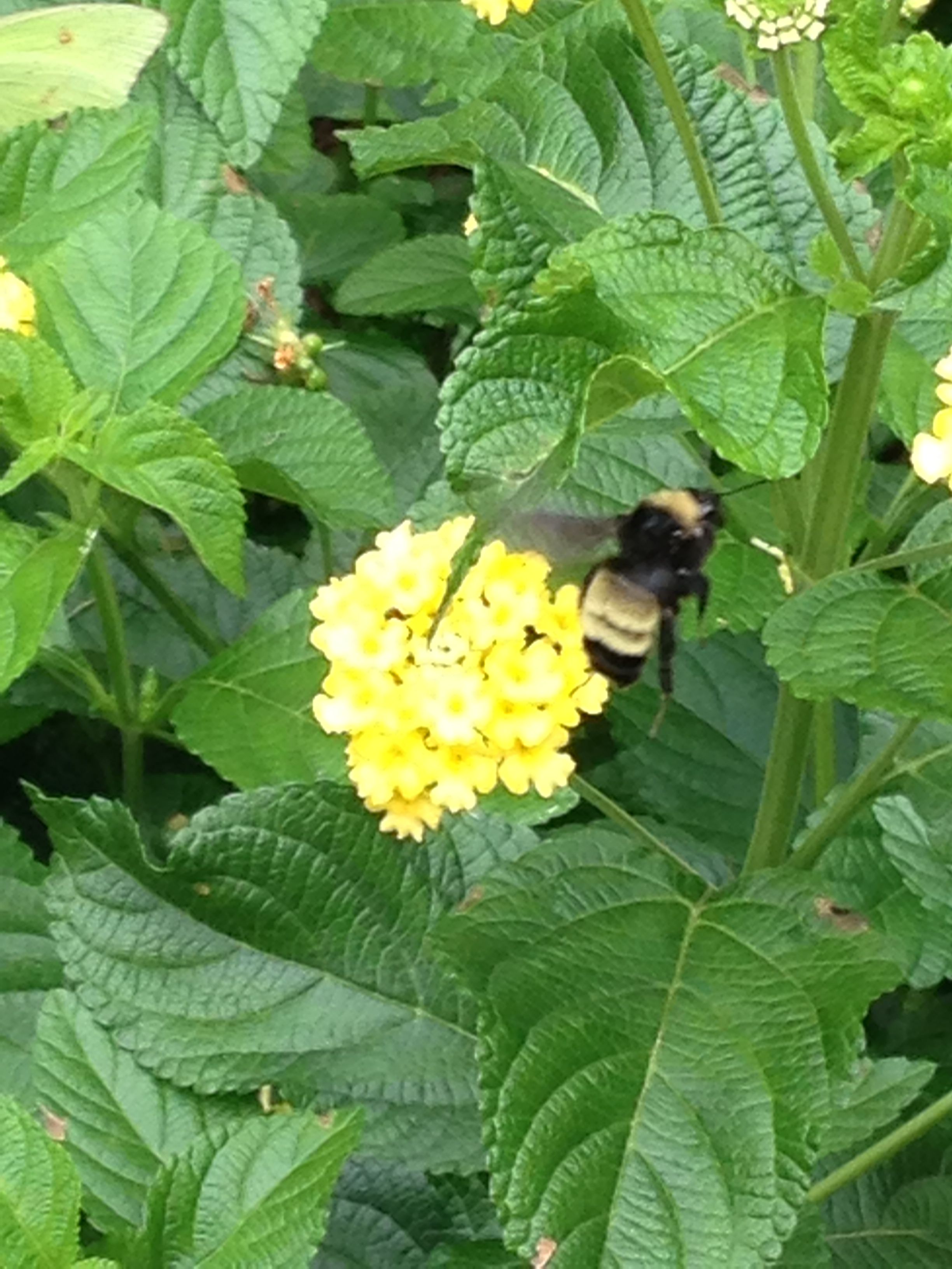 Flowers and Bee2.JPG