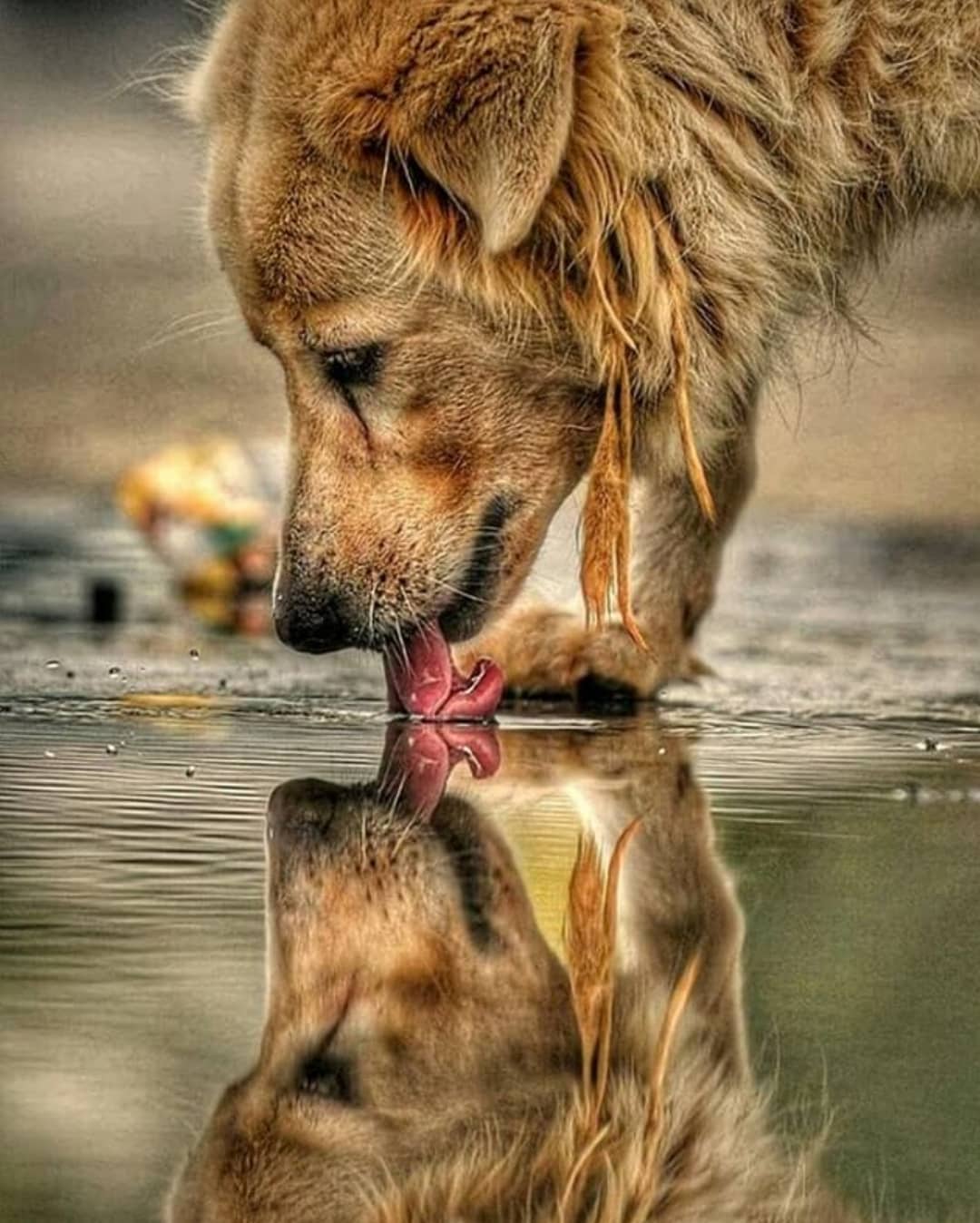 Dog Drinking Water.jpg