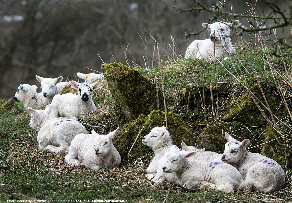 SpringLambs-001-031818.jpg