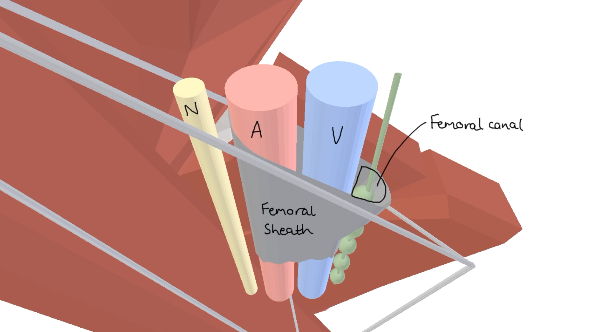 3D Tour of the Femoral Triangle 021.png