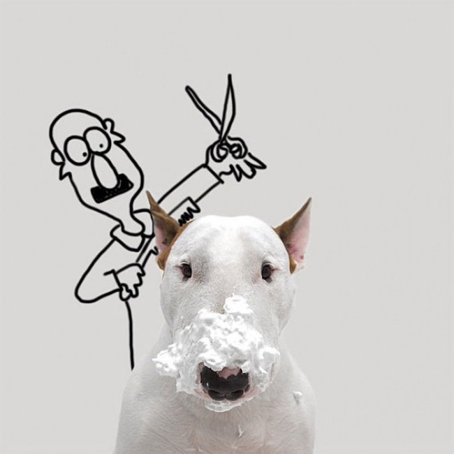 38905-R3L8T8D-650-Jimmy-the-Bull-Terrier6__605.jpg