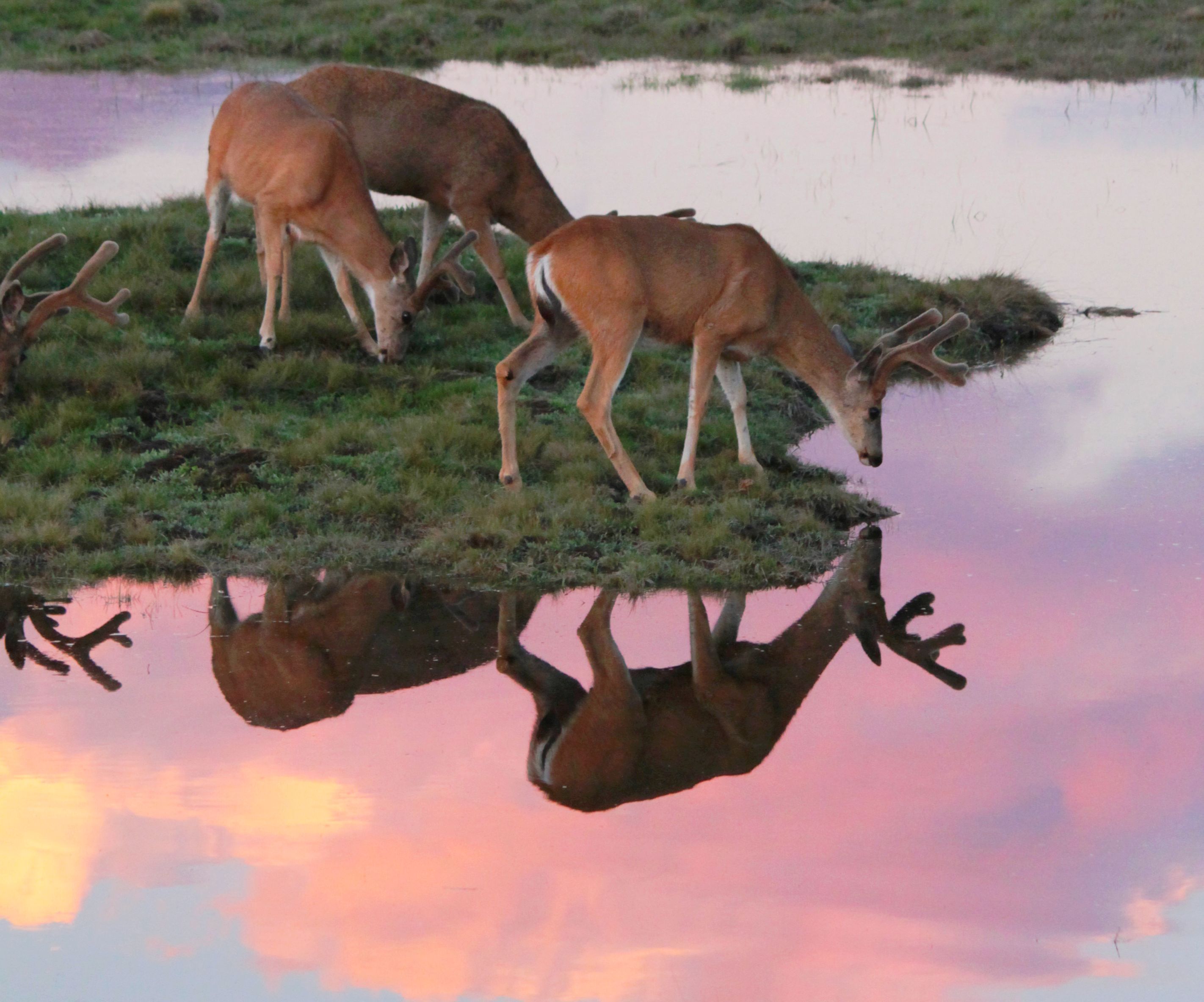 deer reflect pink close.jpg