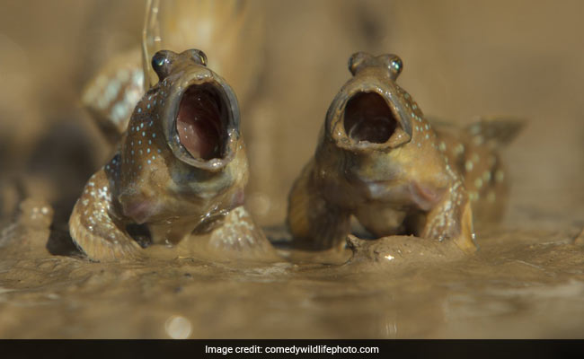 comedy-wildlife-photo_650x400_81513835748.jpg