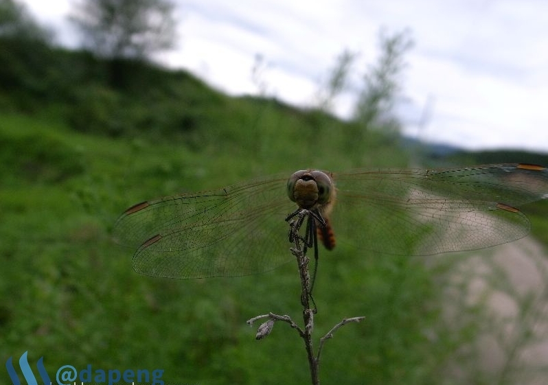2017-07-28_dragonfly6.jpg
