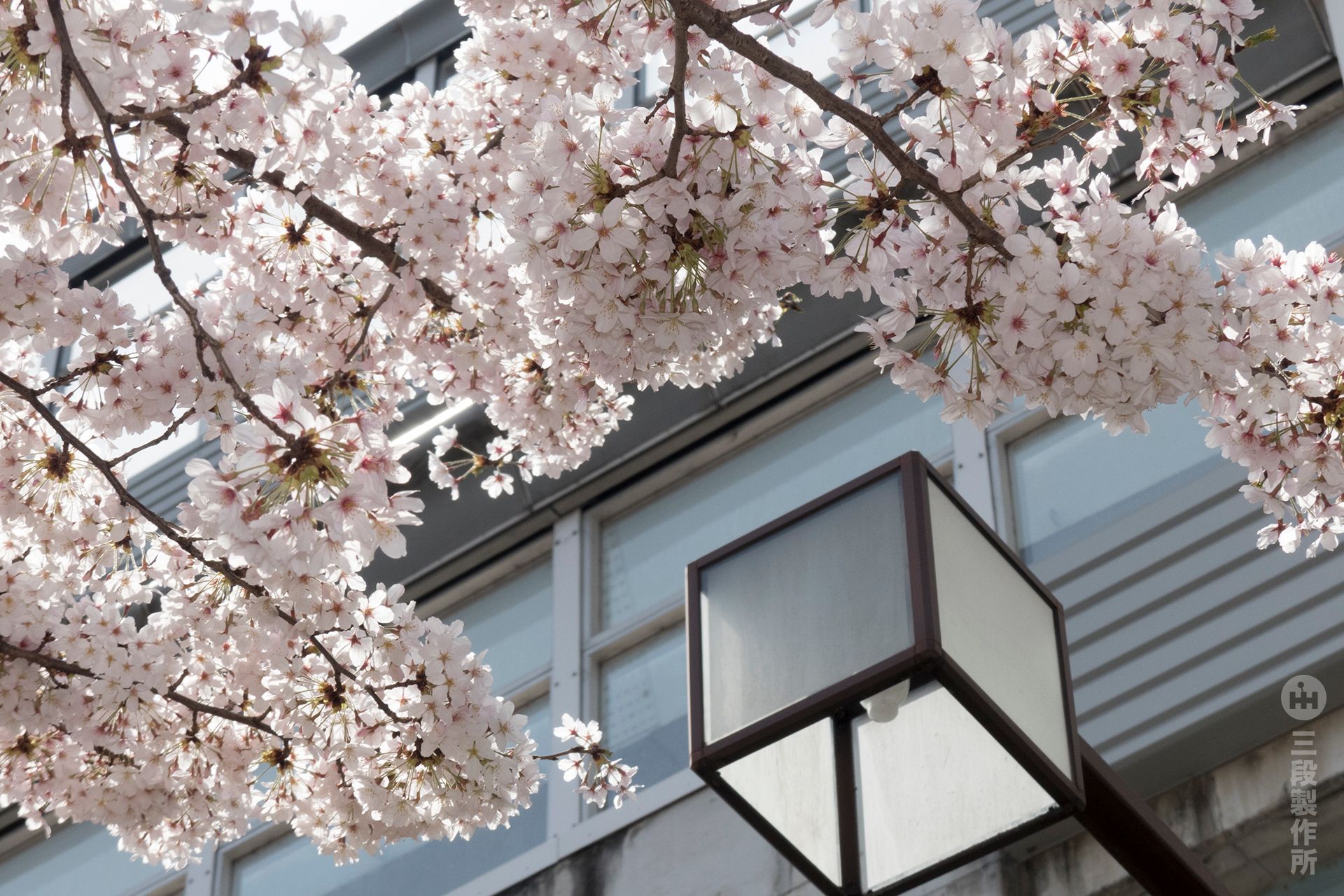 sakura18_06.jpg