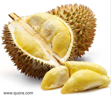 Durian reduced.png