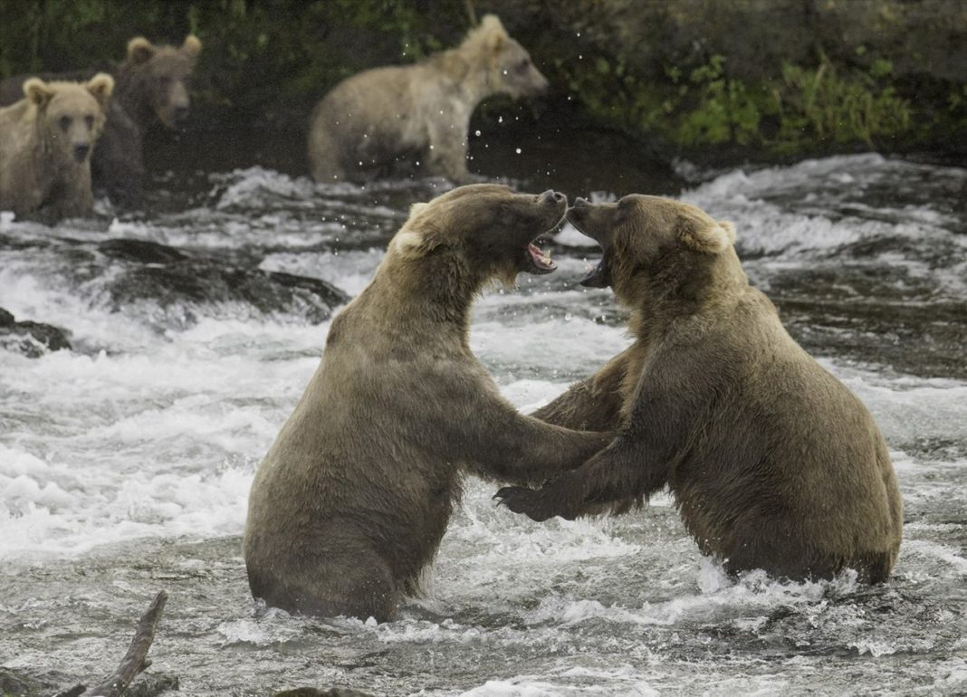 Bear-Fight-1068x770.jpg