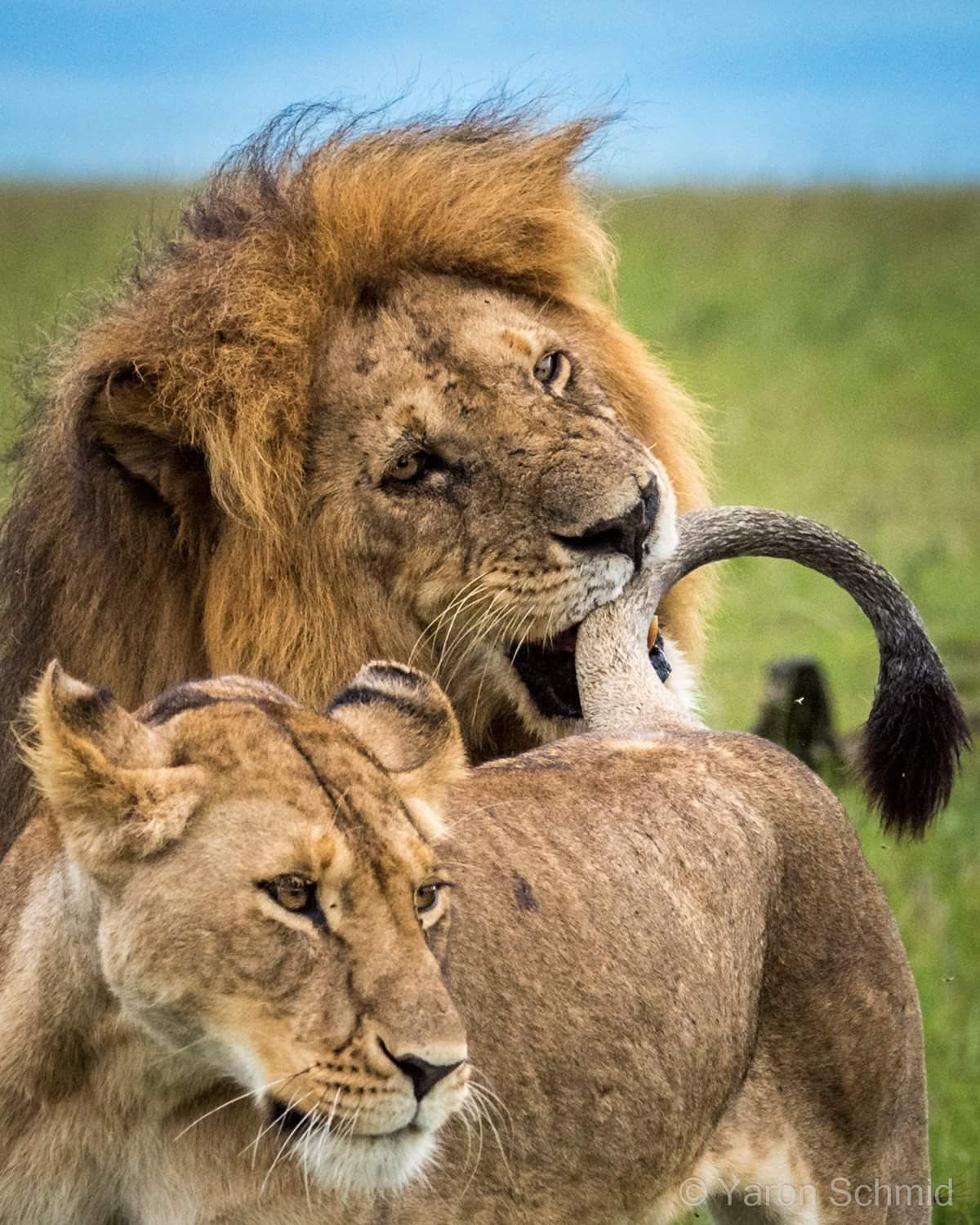 love lion