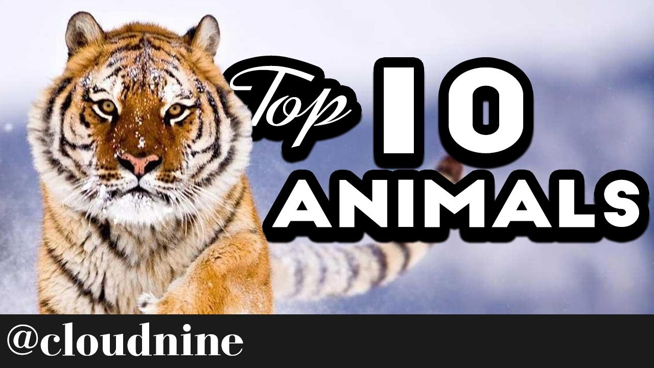 top10animals.jpg