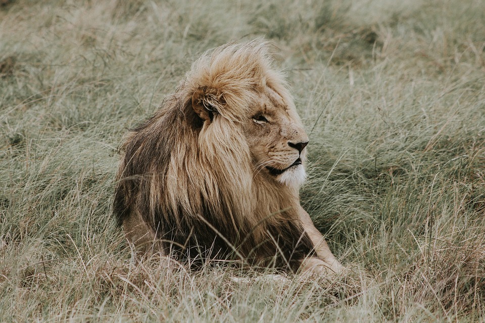 lion-2203681_960_720.jpg