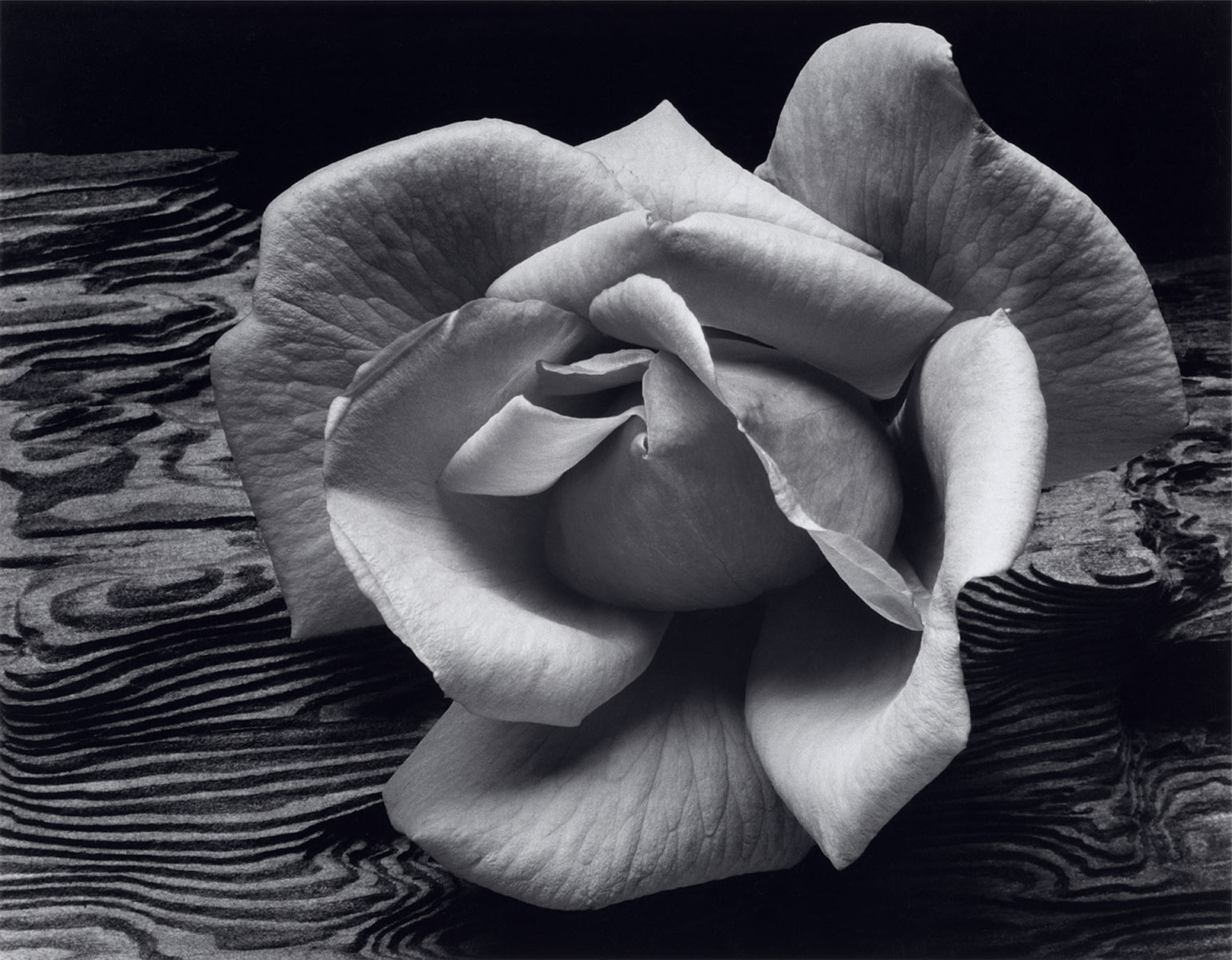 Rose-and-Driftwood-1617x1260.jpg