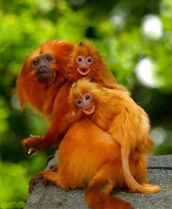 Orange Monkeys, Types of Orange-colored Monkeys