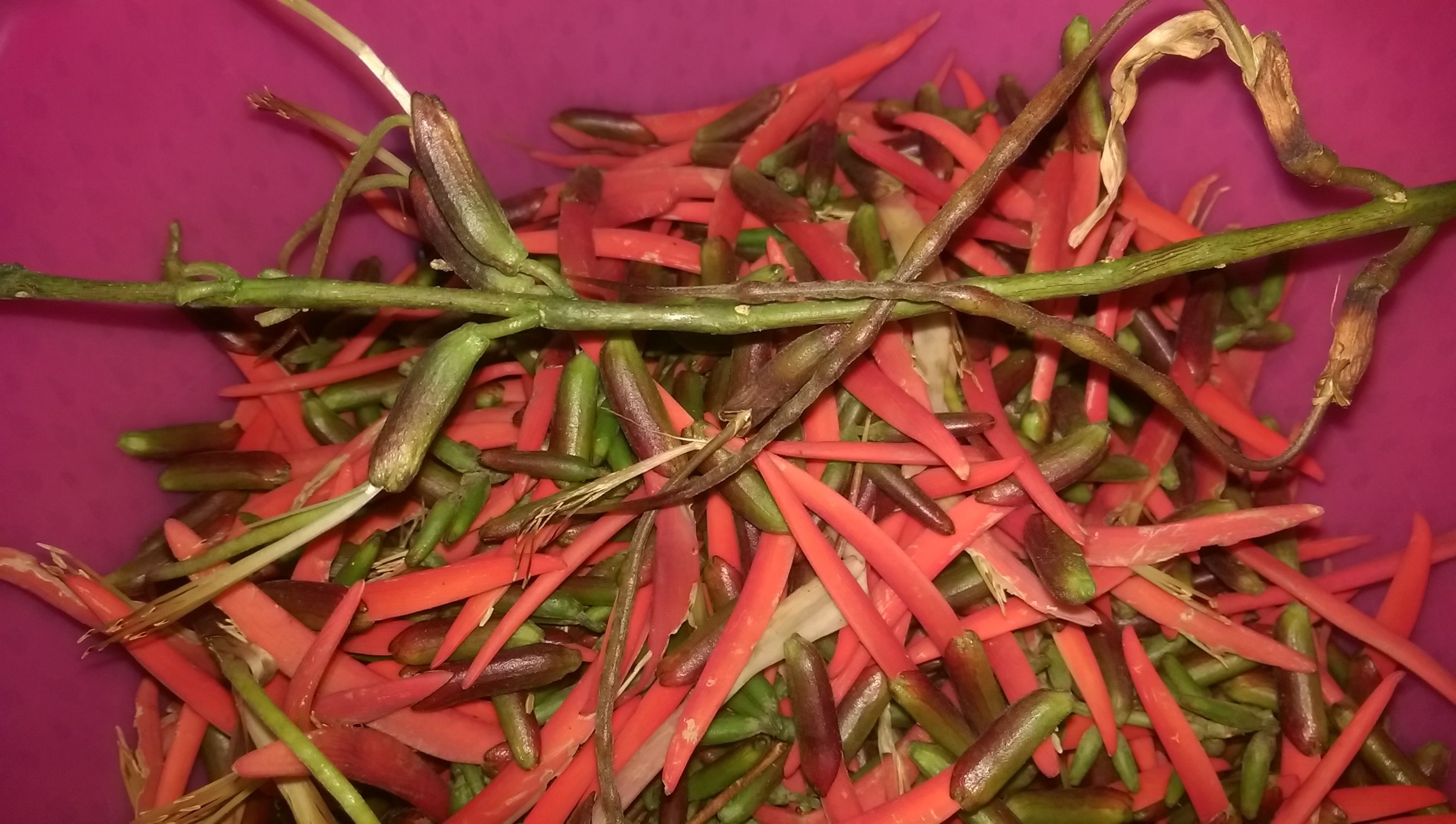 Pito (Erythrina berteroana) planta con flor comestible deliciosa y buena  para el insomnio.(English in comments) — Steemit