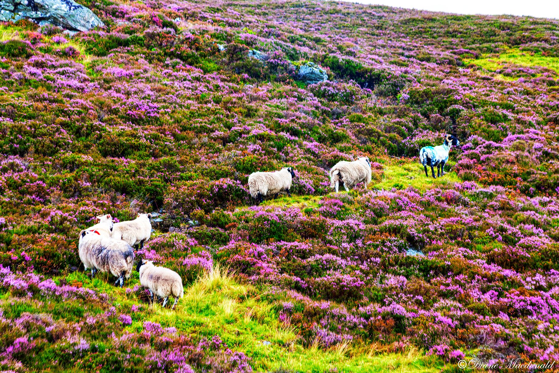 sheep following in the heather.jpg