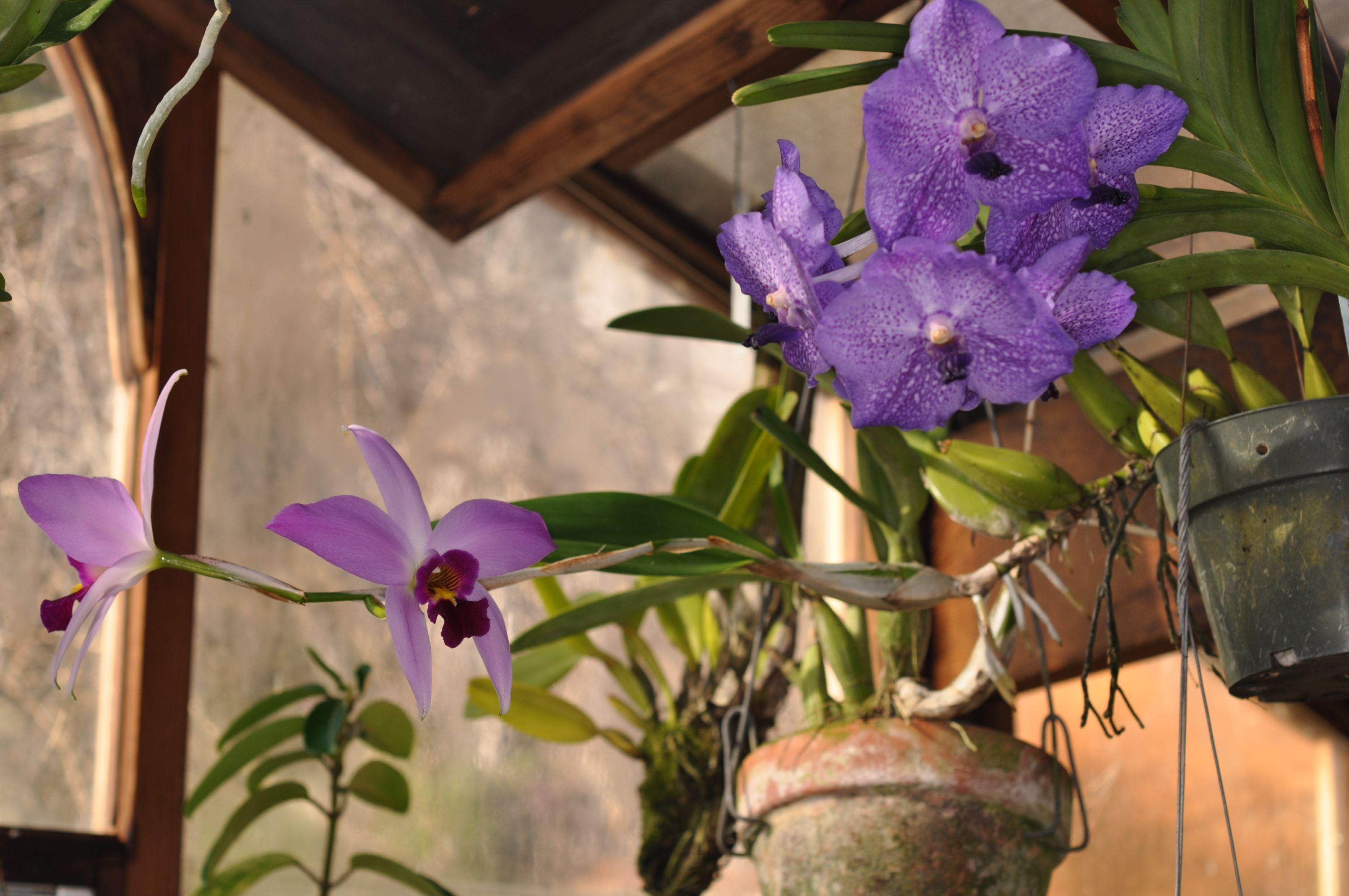 vanda laelia greenhouse.jpg