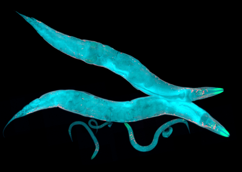 c._elegans_nematode.jpg