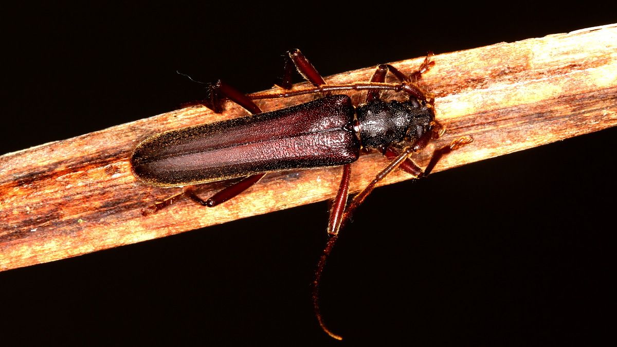 Cerambycidae Phlyctaenodes pustulosus n3.jpg