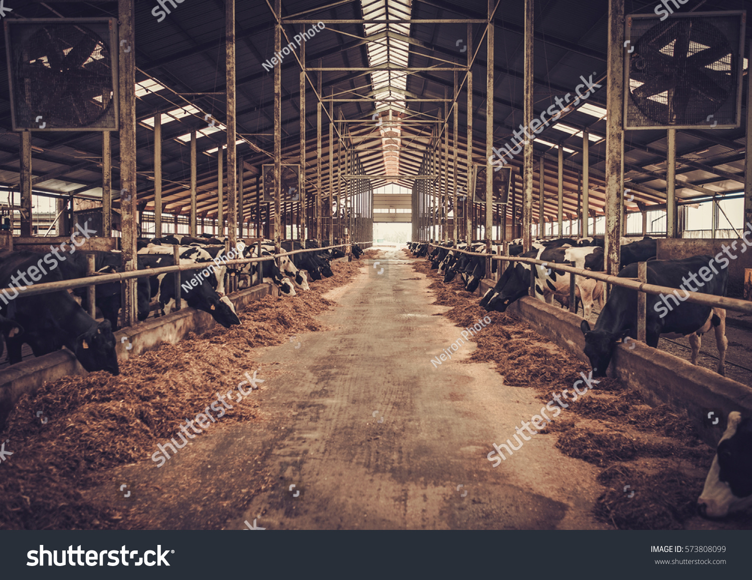 stock-photo-cows-in-the-cowshed-in-dairy-farm-573808099.jpg