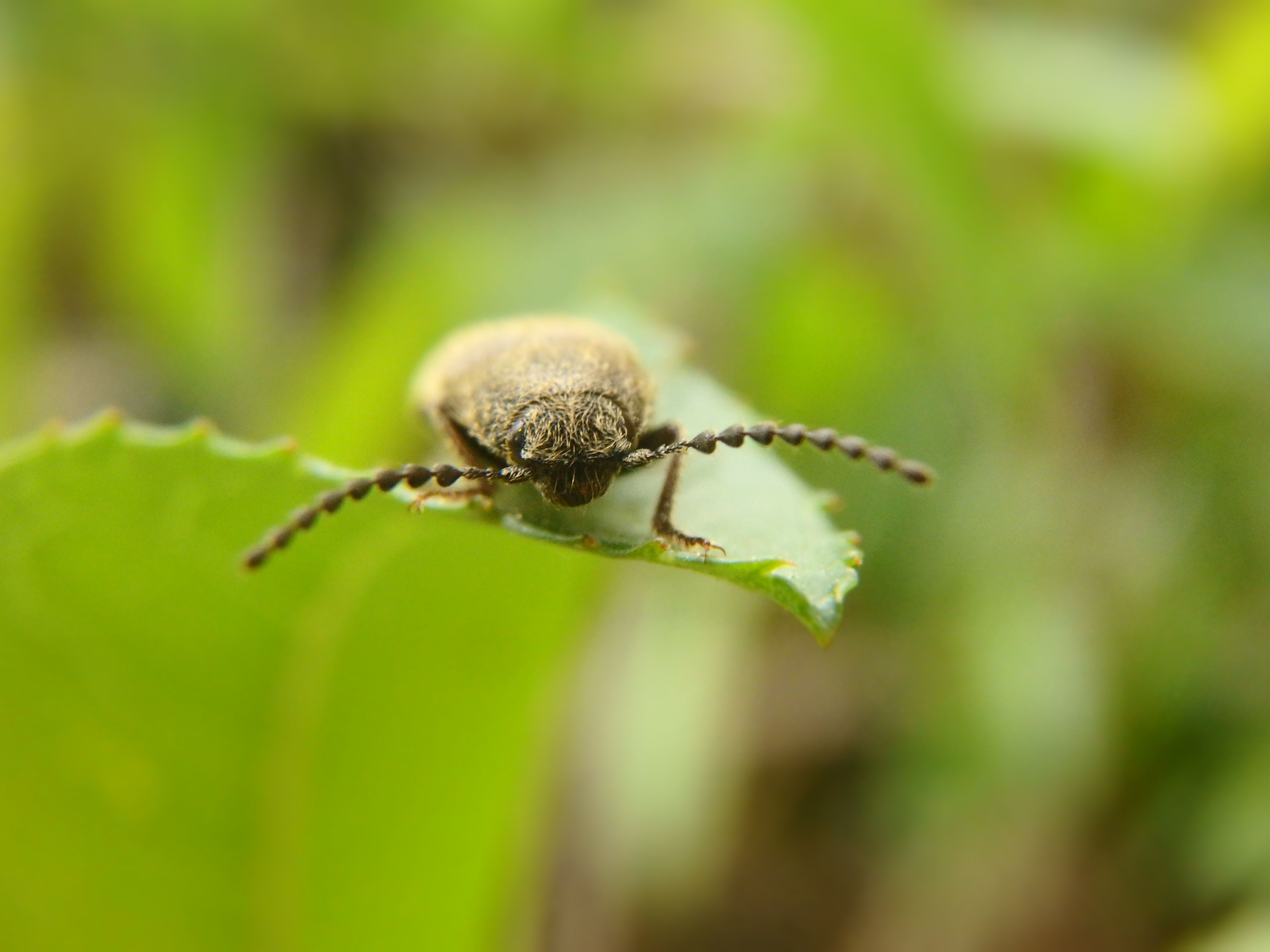 Brown Bug on Leaf.JPG