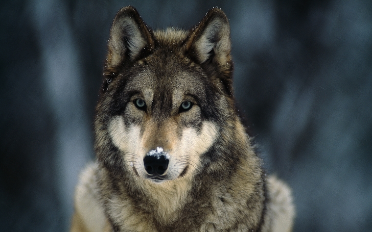 gray-wolf-closeup.ngsversion.1466679921382.jpg