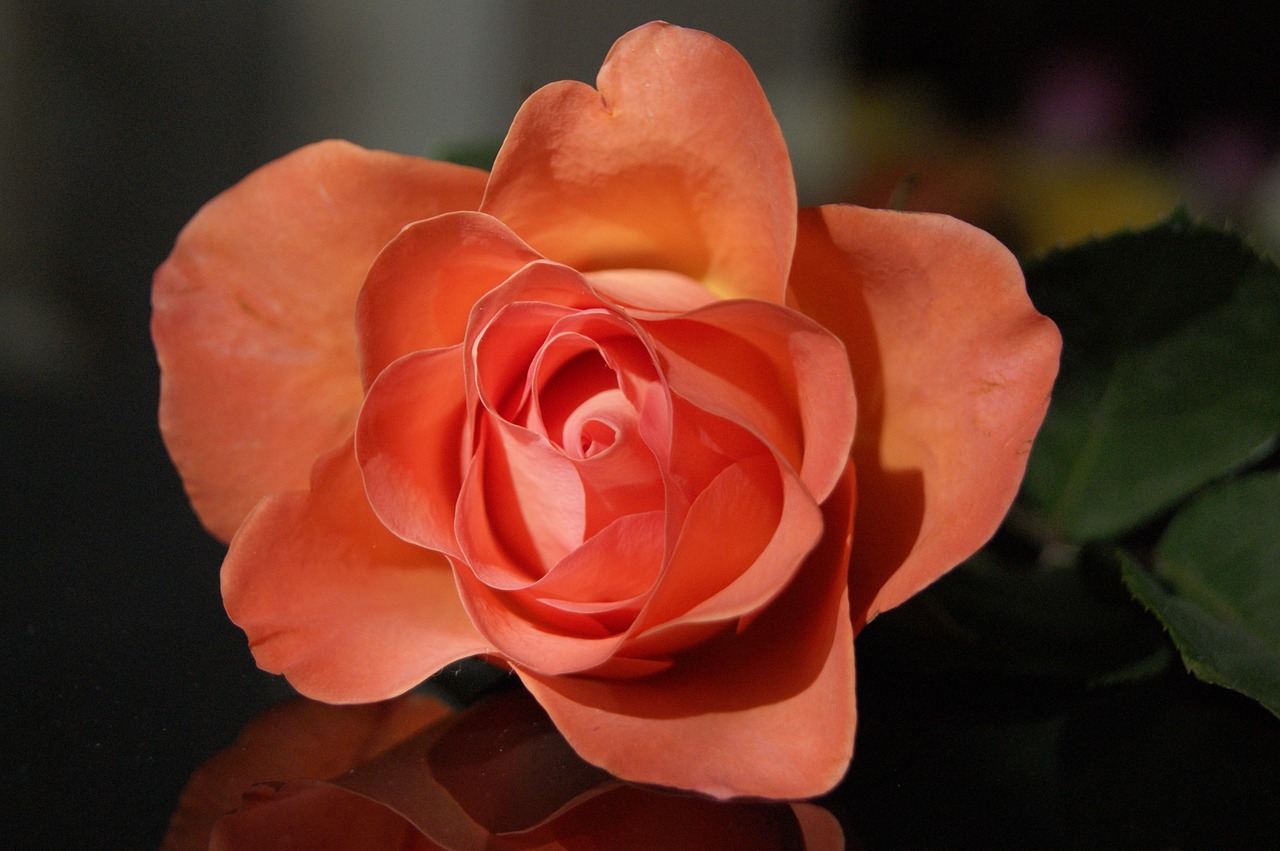 flower-3232888_1280.jpg