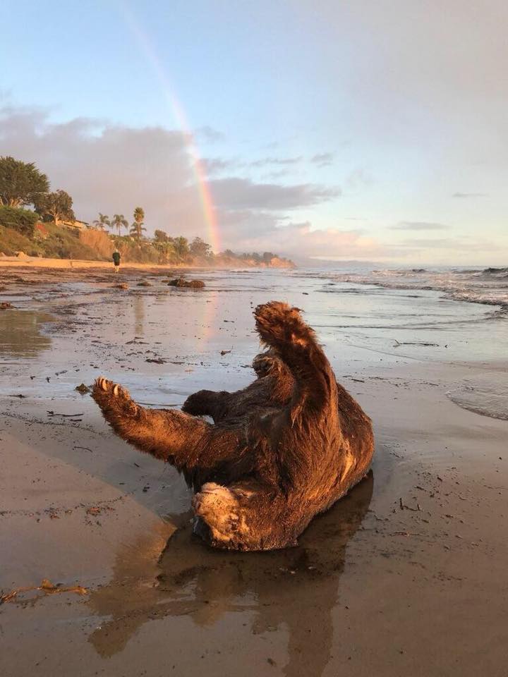 bear on the beach rainbow.jpg