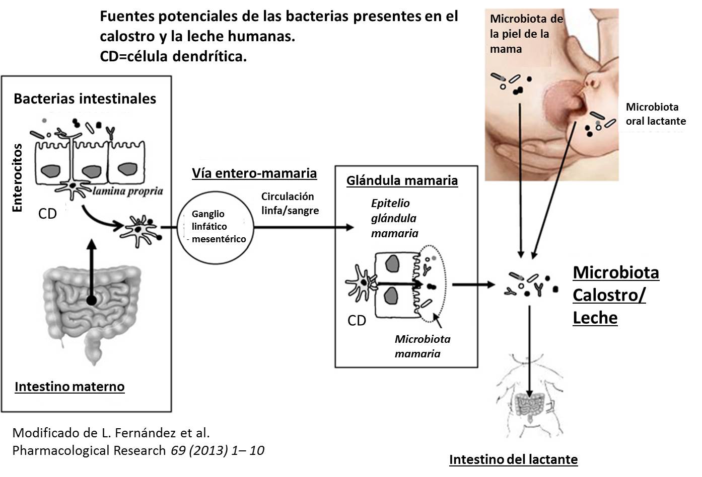 fuentes-potenciales-de-las-bacterias-presentes-en-el-calostro-y-la-leche-humanas.jpg