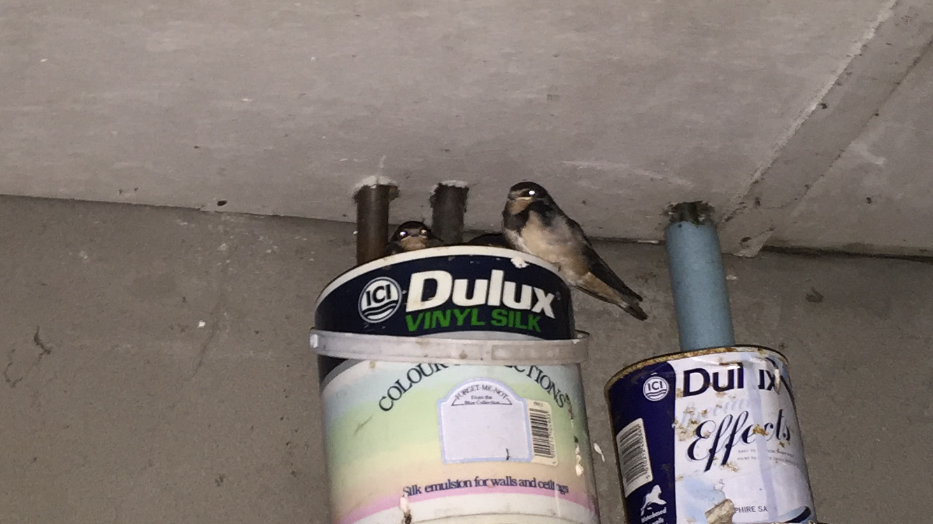 Update On The Little Family Of Birds Nesting In My Garage Steemit