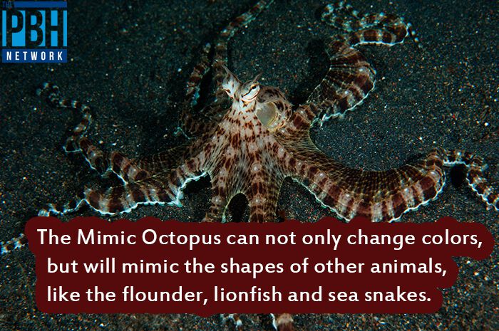 interesting-facts-mimic-octopus.jpg